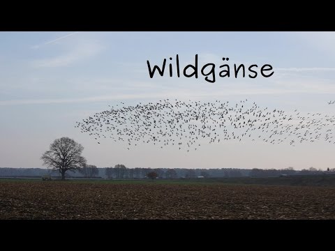 Wildgänse - Wild geese (Anser) Murmuration