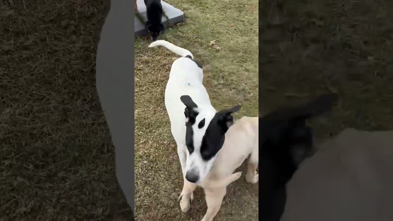 Apollo, a ADOPTABLE mixed breed in Park Forest, IL video 6/6