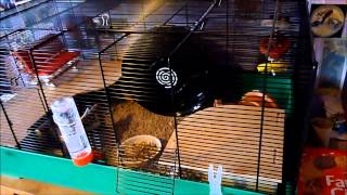 Barney Hamster Cage Review