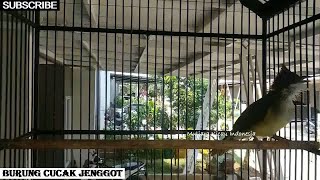 Download lagu Masteran wajib Cucak jenggot gacor panjang full mbesetan kasar ngepik full isian // pancingan bunyi mp3 Download lagu Masteran wajib Cucak jenggot gacor panjang full mbesetan kasar ngepik full isian // pancingan bunyi mp3