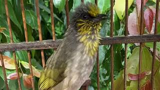 Download lagu Suara Burung Merbah Lekir Padu Gacor Istimewa mp3 Download lagu Suara Burung Merbah Lekir Padu Gacor Istimewa mp3