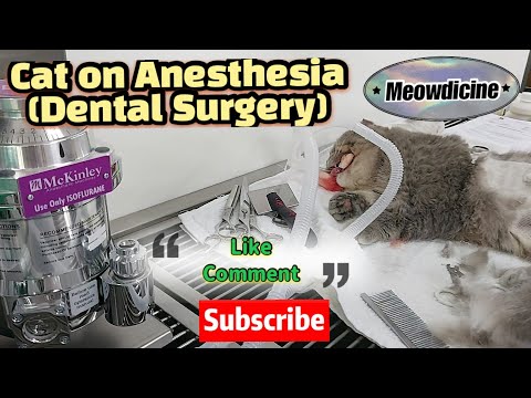 #cats#pets#catlovers#petlovers Cat on General Anesthesia,unplanned Dental Surgery || Meowdicine