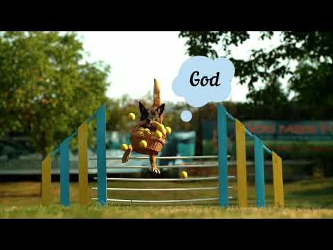 Dog Mind Voice While Training