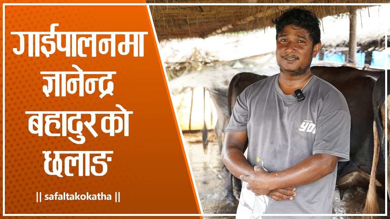 गाईपालनमा ज्ञानेन्द्रबहादुर न्याैपानेकाे छलाङ • सफलताको कथा •