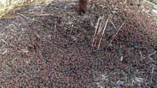 preview picture of video '2012 Swarming Ants'
