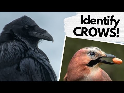 How to identify CROWS of the UK!