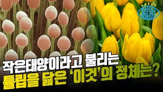 [X파일] 보석 말벌 유충 / YTN 사이언스