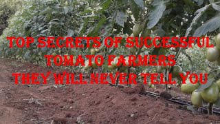 Top Secrets Of Successful Tomato Farmers They Will Never Tell You