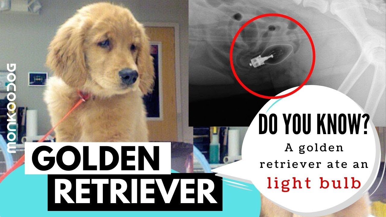 A 10 months old Golden Retriever ate a Light BULB. || Unknown facts you need to know by Monkoodog