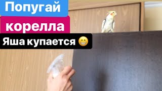 Попугай корелла купается. Мокрый Яша. The parrot parrot swims. Wet Yasha