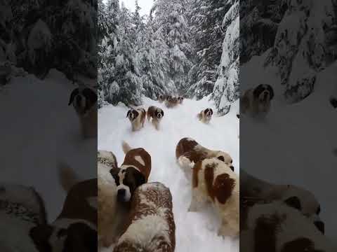 Pick one 😊 #dogs #dog #doglover #doglovers #pets #forest #winter #snow