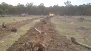 Blue gum stump shear behind D8T Dozer
