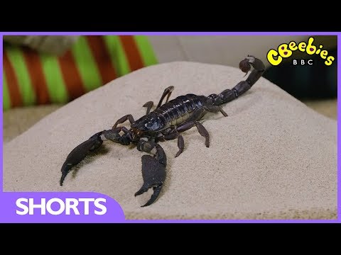 CBeebies | Andy's Secret Hideout | Scorpion