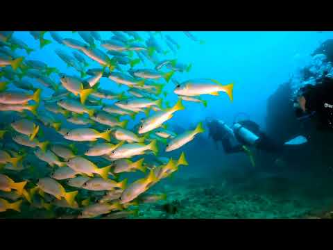 CABO VERDE 2025 Shark Bow y Zans Wreck