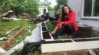 Planting a Victoria Blue Salvia Hedge in a DIY Raised Bed - Broken Concrete Landscape Solutions