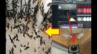 Download lagu Rahasia Standar Volume Suara Panggil Walet Yang Jarang Diketahui mp3