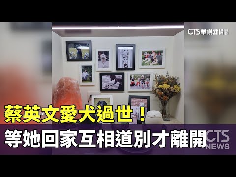 蔡英文愛犬過世！等她回家「互相道別才離開」