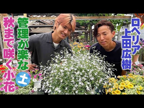 園芸 ペルー産ヘリオトロープ