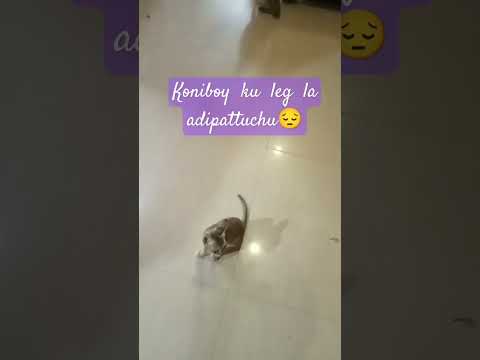 koniboy  ku  leg  la  adipattuduchu😔😔