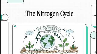 Nitrogen Cycle Explained | Nitrogen Fixation, Nitrification, Denitrification