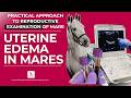Uterine Edema In Mares How To Score And Interpret Equine Ultrasound Findings