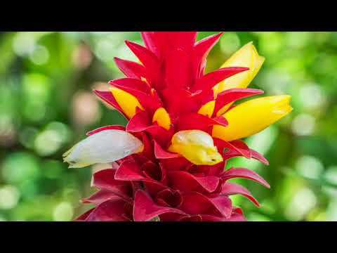 Miami Beach Garden Tour: A Peek Behind the Gates...