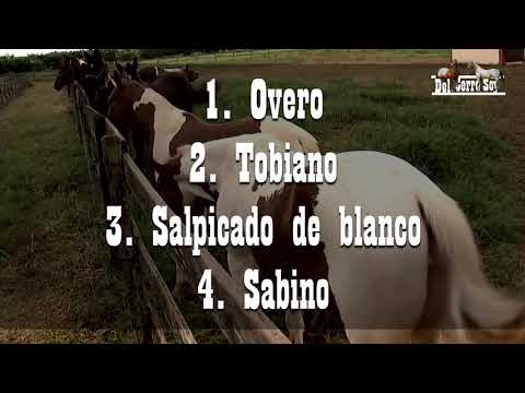 , title : 'Caballos Paint Horse (Pinto Americano)🐴-De Caballos'