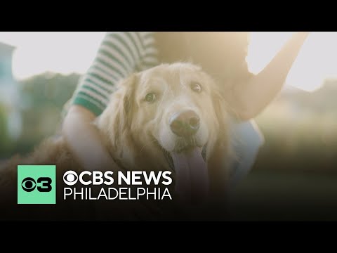 What to know before petting a stranger's dog | Pet Project