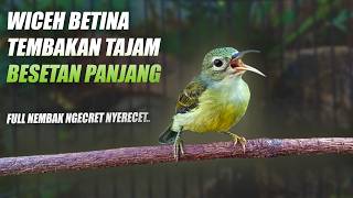 Download lagu WICEH BETINA GACOR - KORLAP BETINA NEMBAK PANJANG - KOLIBRI KELAPA MANGGAR BETINA GACOR FUL TEMBAKAN mp3