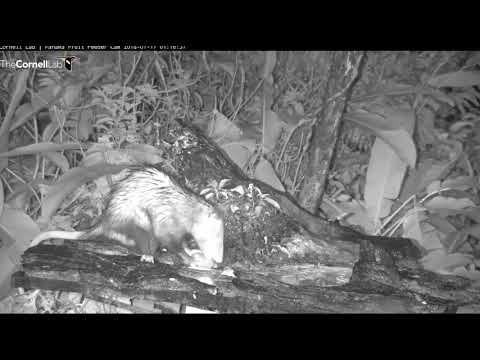 Panama Fruit Feeder Possum Feeding 2018 01 17