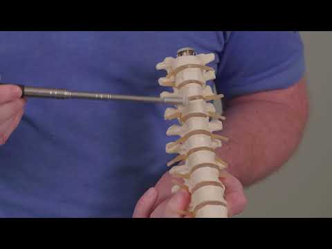 Functional Anatomy of the Thoracic Spine