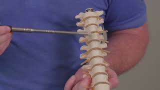 Functional Anatomy of the Thoracic Spine