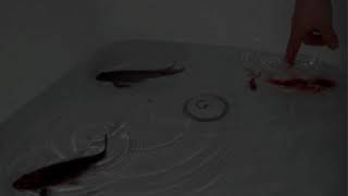 Russian Roulette - Tungevaag (Daycore/Slowed)