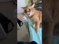 Hissing Back To My Cat
