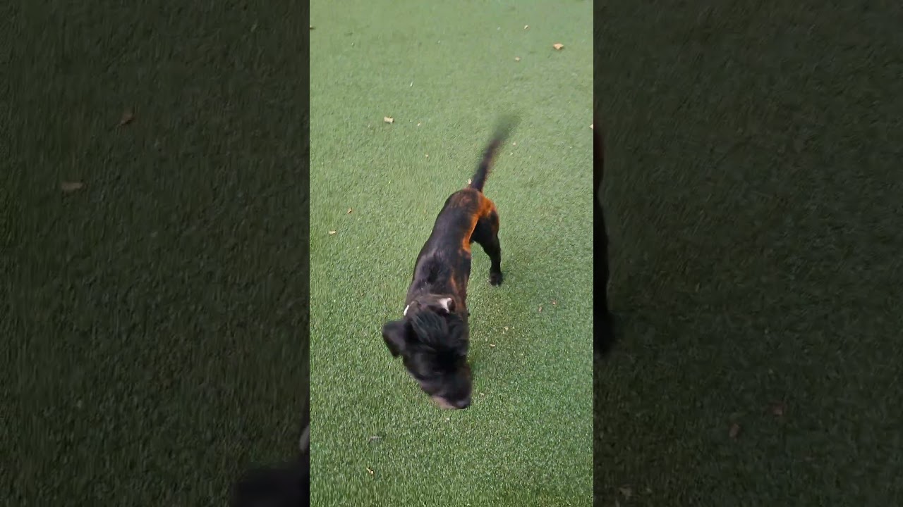 Enlarge CHERRY - Friendly, spayed, medium size - a catch, a Adopted mixed breed in Clifton, NJ video 2/5