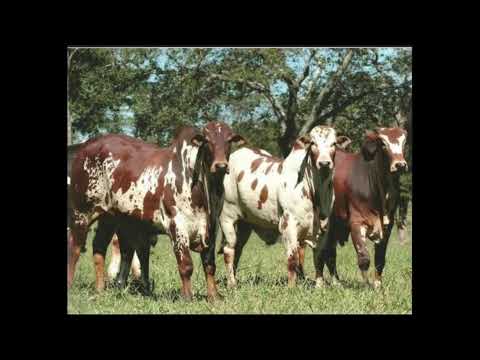 Programa: Caminho da Roça - 18/09/26 - Parte 1 - Apresentação: Paulinho