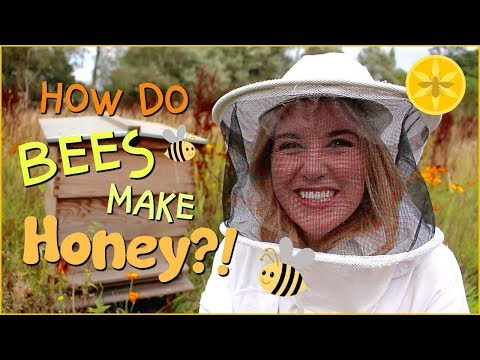 How do bees make Honey? | Beekeeping with Maddie #13