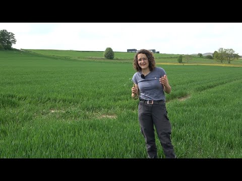 Pflanzenbau Aktuell - 10.05.2022