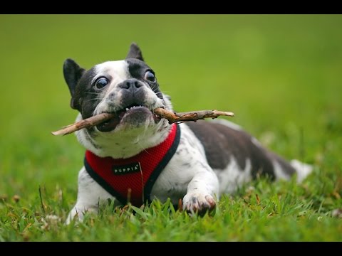 Funny dog videos - Trying to walk in the summer heat... French bulldog