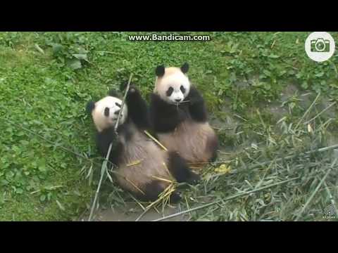 2017.06.04 TWO BAMBOO EATERS - DIAN DIAN & JUN YA
