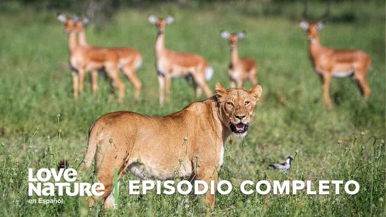 Cómo los ANTÍLOPES sobreviven en territorio de SUPERDEPREDADORES | Iconos de la Vida Silvestre🌄 Ep6