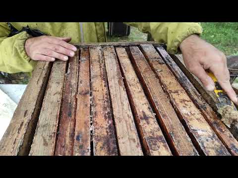 Прополис.Где когда и как собирает пчеловод прополис. #Прополис #Продукты_пчеловодства #пчеловодство