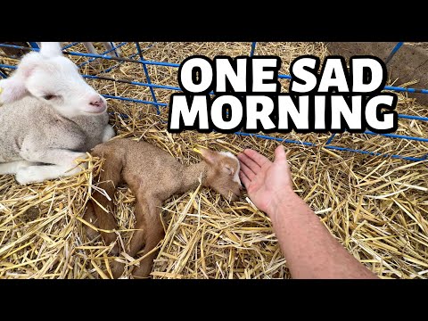 Our THREE POUND lamb fought the good fight... ~ Summer Lambing 2025