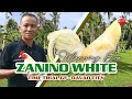 FARM VISIT: ZANINO WHITE of Mr. Manning Eva - TIME TRIAL GF