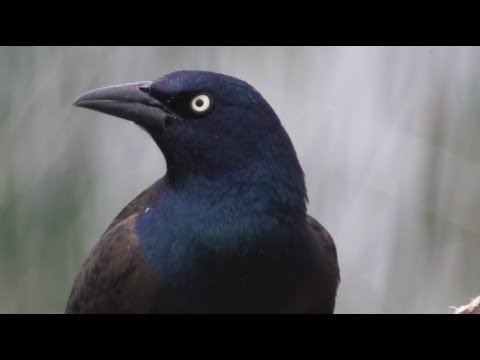 Common Grackle Close-up, 5/26/2018 (HD)