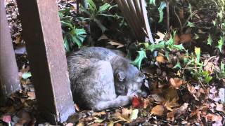 Shonen Knife - Catnip Dream - My Kitty