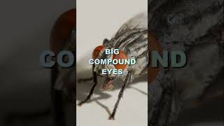 There are three types of insect eyes. Did you know that ?