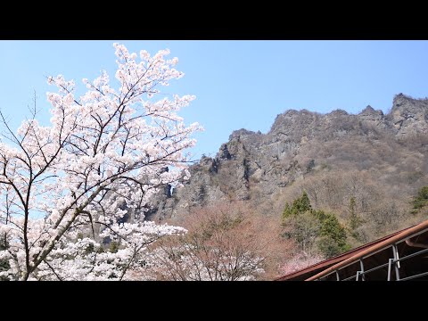 群馬県下仁田町観光PR動画『下仁田町-春-』
