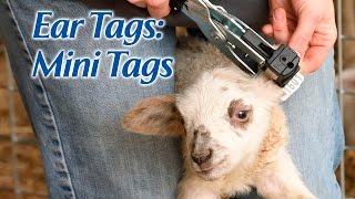 Installing Mini Tags