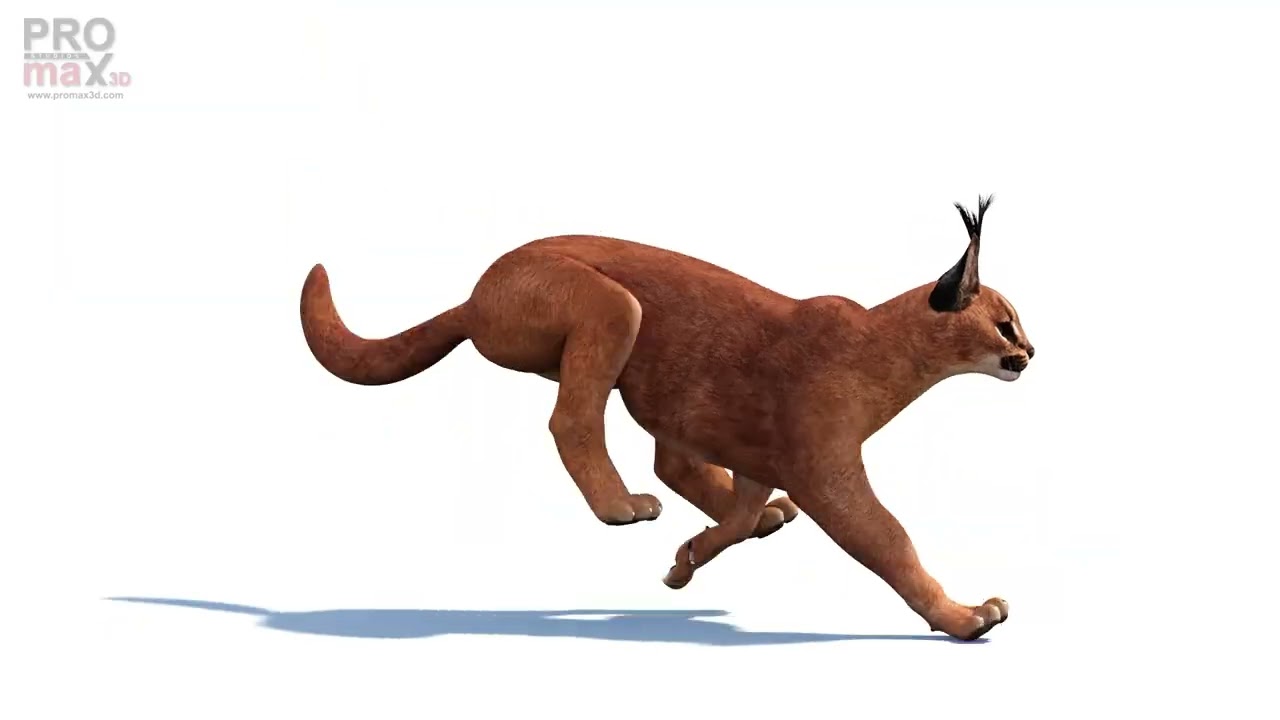Caracal animasi Model 3D